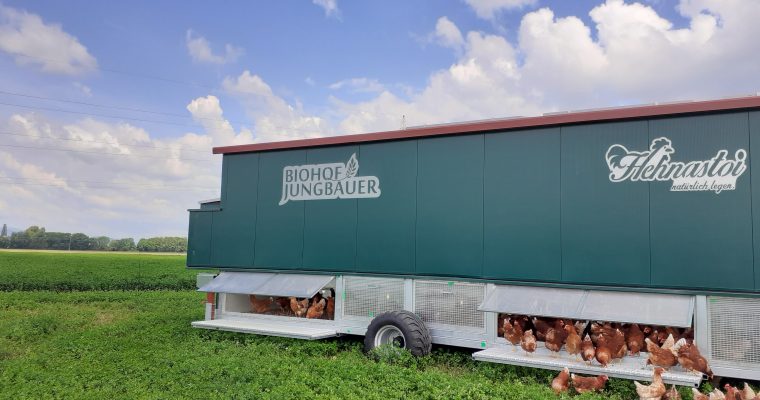 BIO-Suppenhuhn aus mobiler Weidehaltung